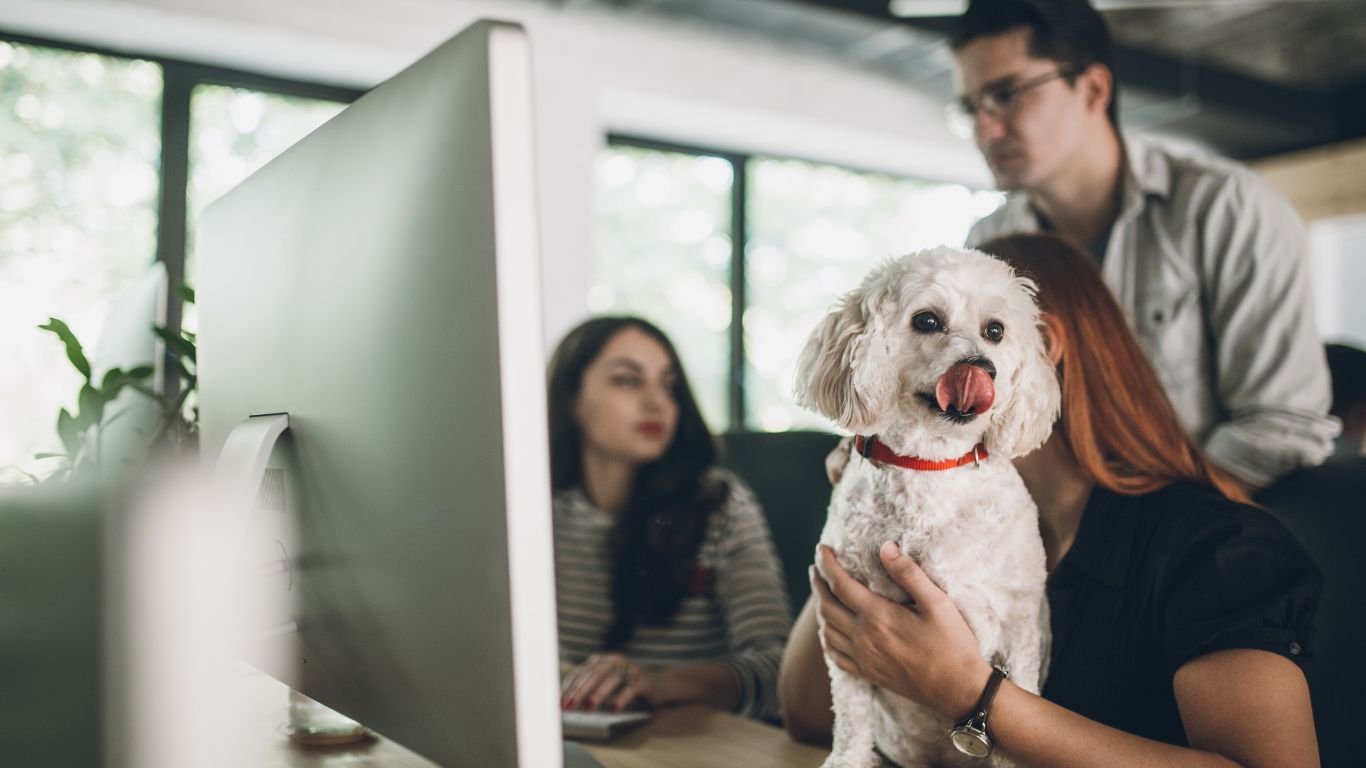 Online Vet Help