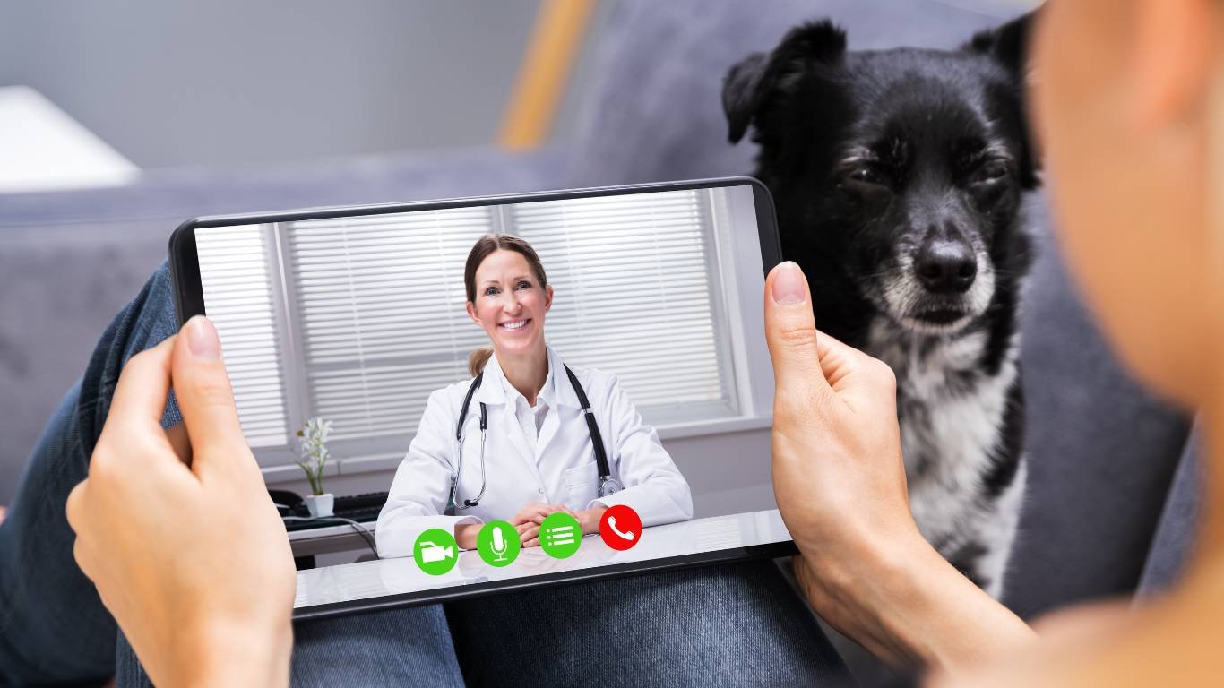 online vet