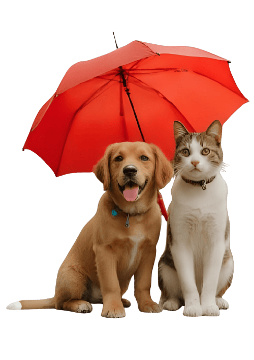 pet dog cat pet dog cat