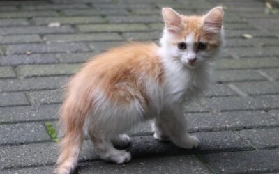 How Risk Assessment Shapes Your Cat Insurance Policy