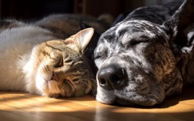 Understanding Underwriting in Cat Insurance