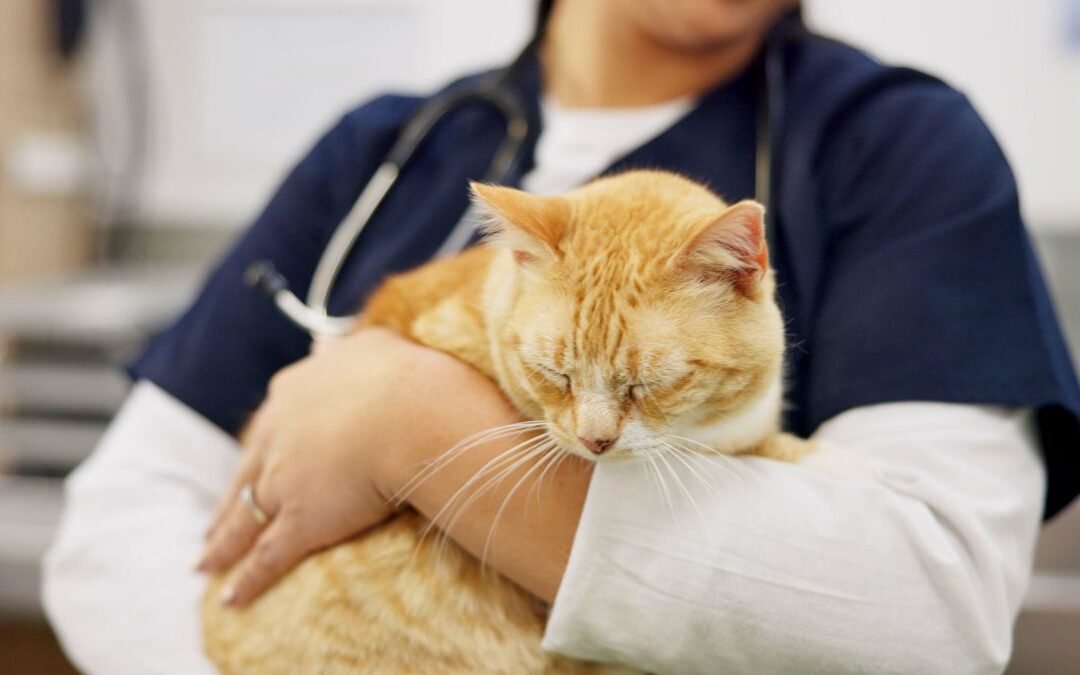 Lemonade Cat Insurance Review