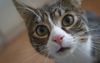 Cat Insurance Claims Denials: Why They Happen and How to Avoid Them