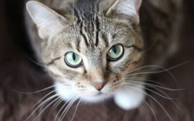 Cat Insurance Price: What Cat Owners Need to Know