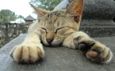 Cat Insurance Waiting Periods: What Every Cat Owner Should Know