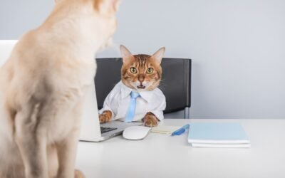 Cat Insurance Add-Ons: How to Customize Coverage for Your Cat’s Needs