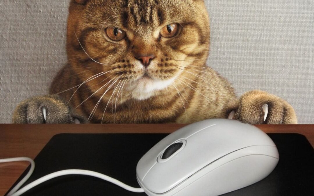 Cat Insurance Online Purchase