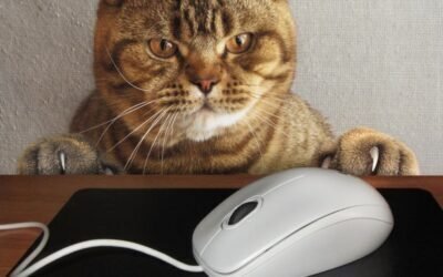 Cat Insurance Online Purchase: A Smart Guide for Cat Owners