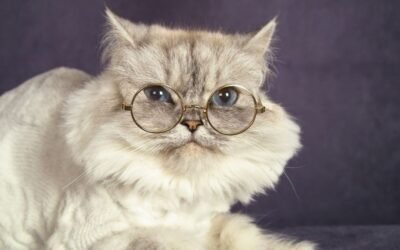 Cat Insurance Inclusions: What Every Cat Owner Should Look For