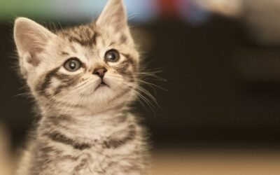 Cat Insurance Premium Hikes: Why They Happen and How to Manage Them
