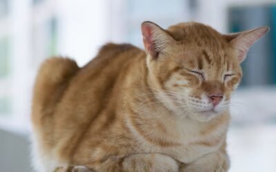 Understanding Grace Periods in Cat Insurance: What Every Cat Owner Should Know