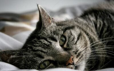 Cat Insurance Riders: How Add-Ons Can Personalize Your Pet’s Coverage