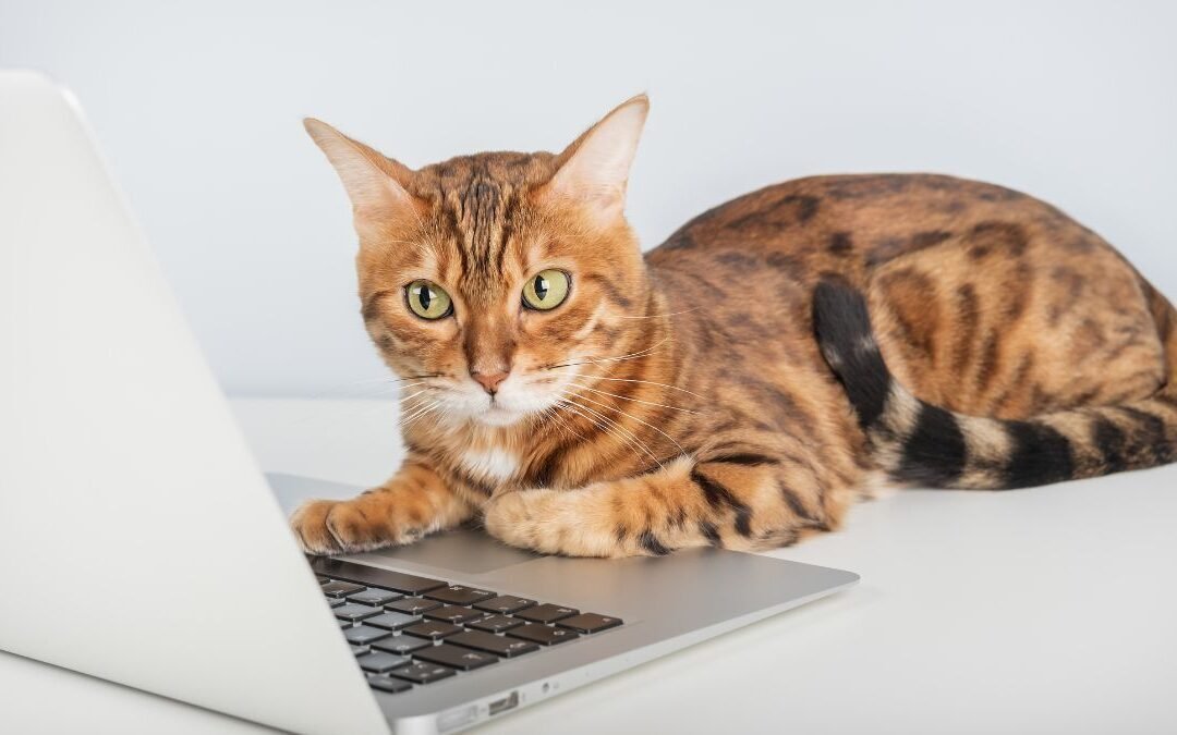 Compare Cat Insurance Policies