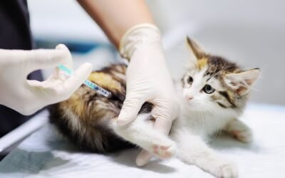 Understanding Cat Insurance Limitations in 2024: What Every Cat Owner Should Know