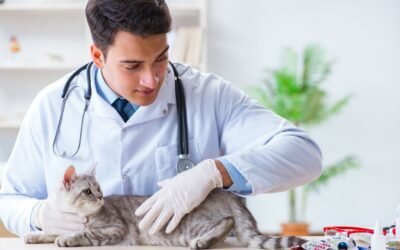Cat insurance coverage in 2024: What’s included, what’s not, and how to choose wisely