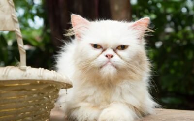 Healthy Paws Pet Insurance Review: Unlimited Lifetime Benefits & Fast Claims for Cats
