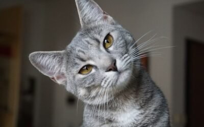 Why Cat Insurance Is Worth It: Financial, Health, and Emotional Benefits for Cat Owners