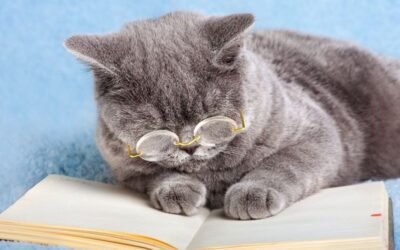 How to File a Cat Insurance Claim: A Step-by-Step Guide for Cat Owners