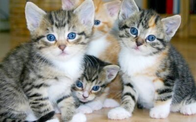 Best Pet Insurance for Cats: 2025 Top Companies for Coverage and Peace of Mind