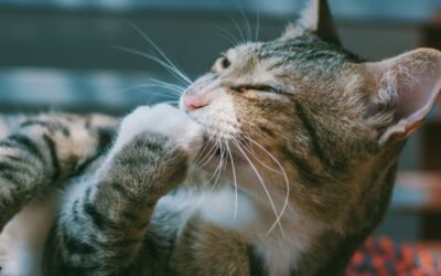 How to Appeal a Denied Cat Insurance Claim