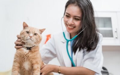 Cat Insurance Renewal: What Every Cat Owner Needs to Know