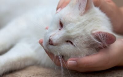 How Much Does Cat Insurance Cost? A Complete Guide for Cat Owners