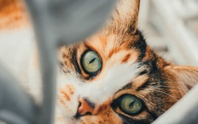 The True Meaning of Cat Insurance: More Than Just Coverage
