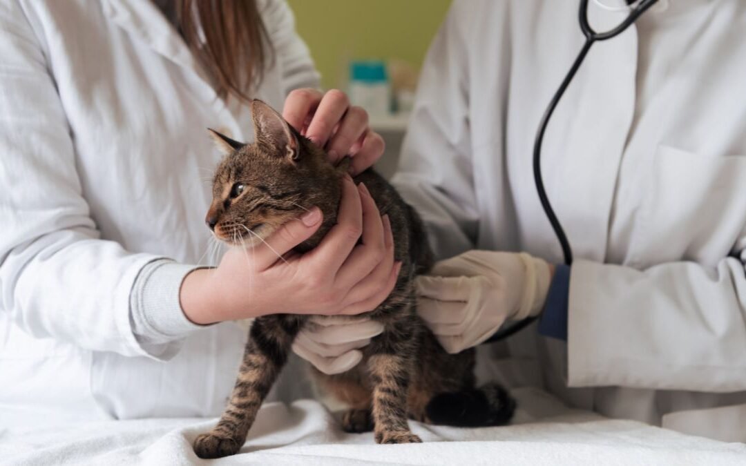 Embrace Pet Insurance Review