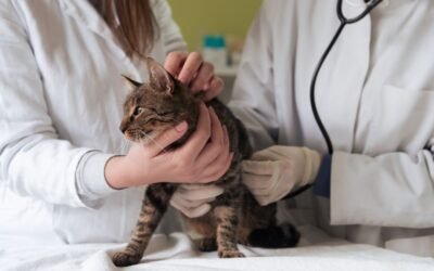 Embrace Pet Insurance Review: Customizable Cat Coverage with Wellness Add-Ons