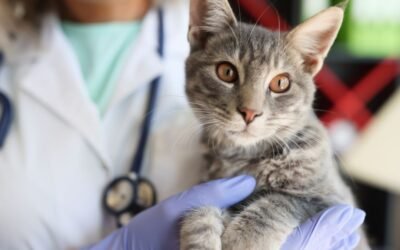 Fraud Prevention in Cat Insurance: Protecting Coverage and Keeping Costs Fair