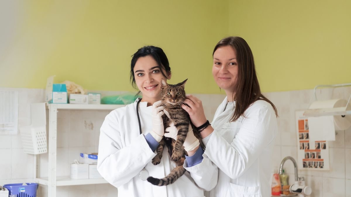 Best Pet Insurance Providers for Cats