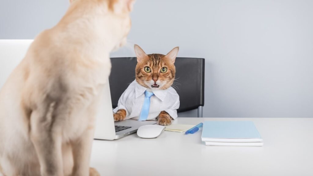 Cat Insurance Agent