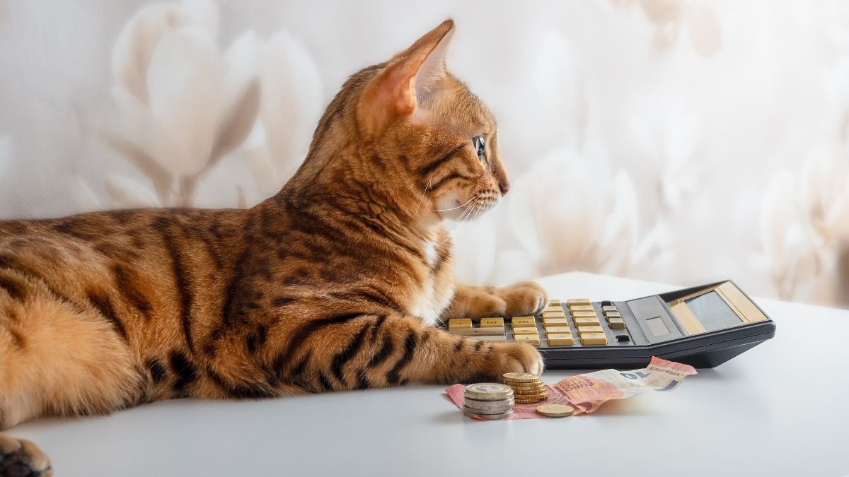 Cat Insurance Calculator