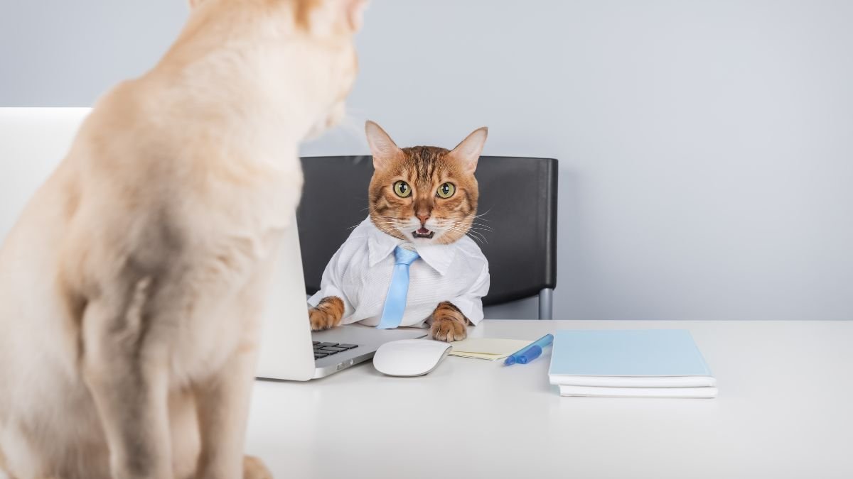 Cat Insurance Frequently Asked Questions Cat Insurance Frequently Asked Questions