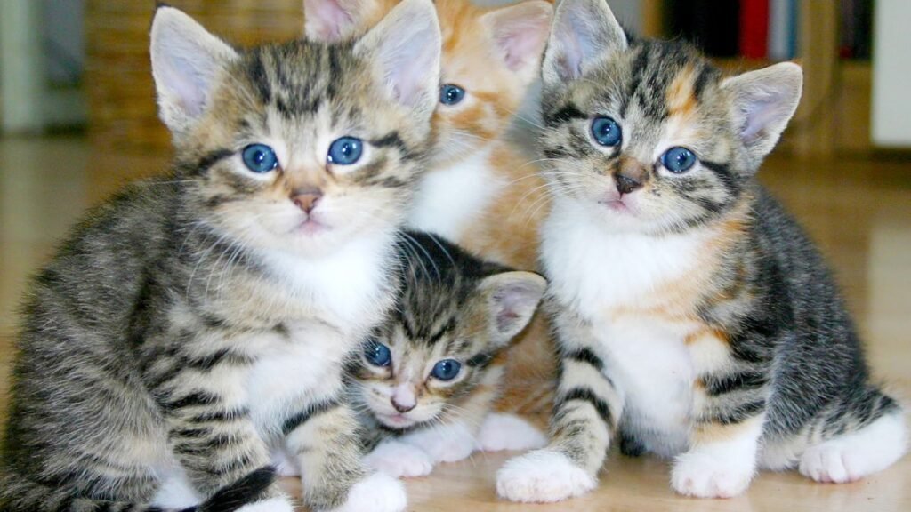 Cat Insurance That Covers Everything