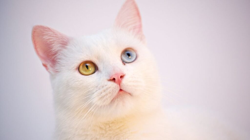 Cat Insurance US