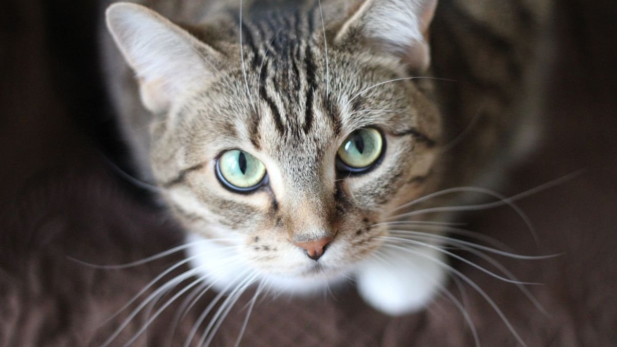 Cat Insurance