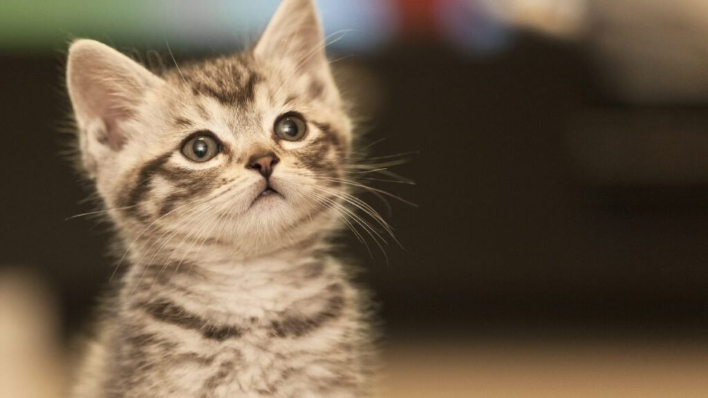 Good Cat Insurance