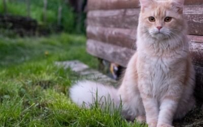 5 Best Pet Insurance Companies for Cats in 2025: Our Expert Picks