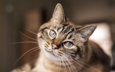 Embrace Pet Insurance Review for Cats