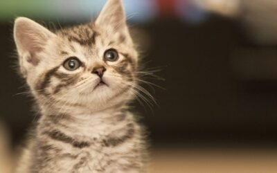 Figo Pet Insurance Review for Cats