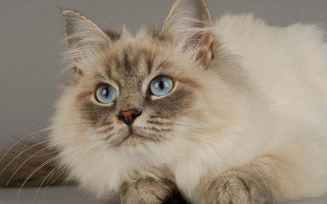 Pets Best Pet Insurance Review for Cats
