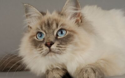 Pets Best Pet Insurance Review for Cats