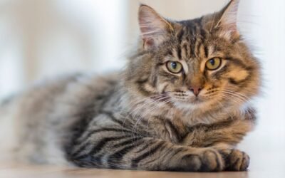 Pumpkin Pet Insurance Review for Cats