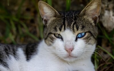 Spot Pet Insurance Review for Cats